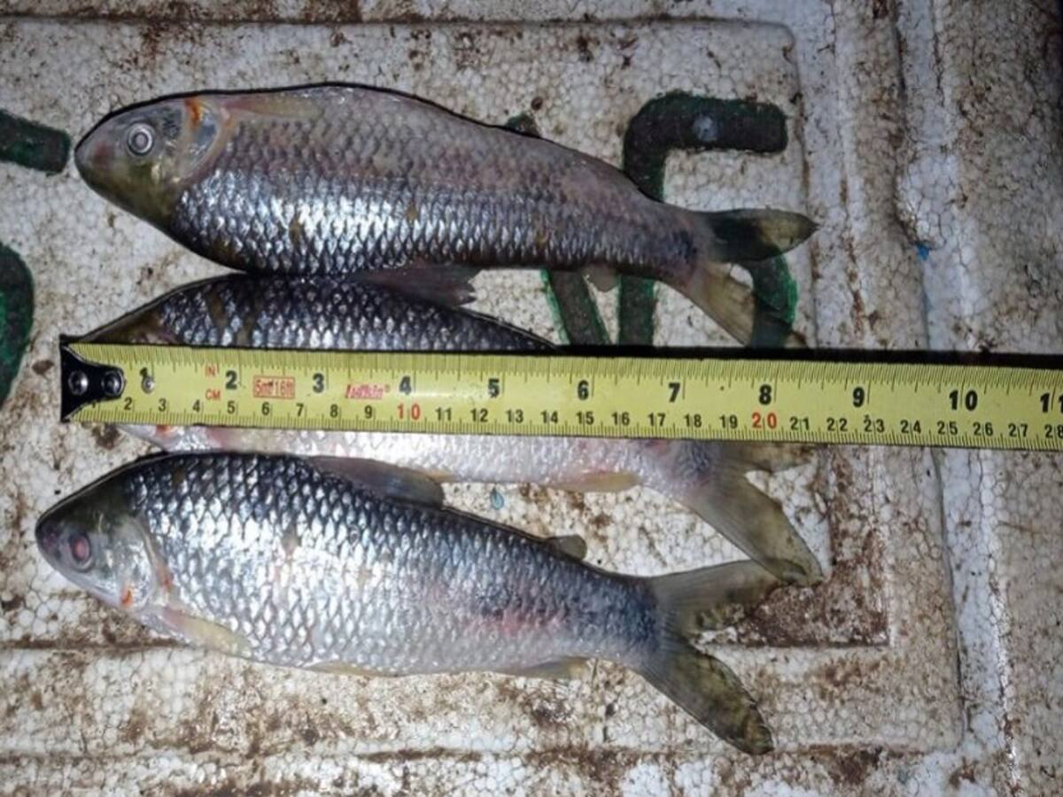 Por no dar la talla, incautan 1.500 unidades de pescado en Córdoba