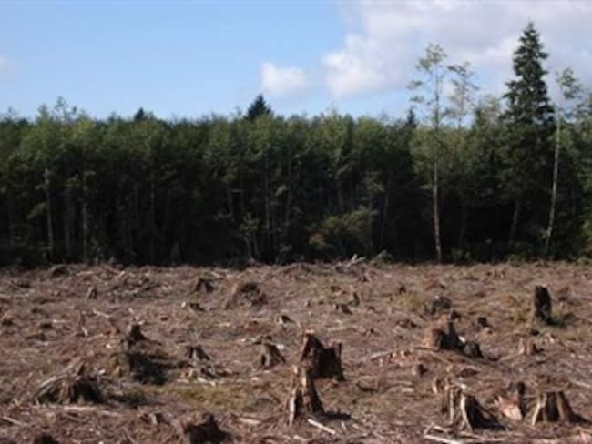 Tala de árboles produce 20% de gases de efecto invernadero, según Greenpeace