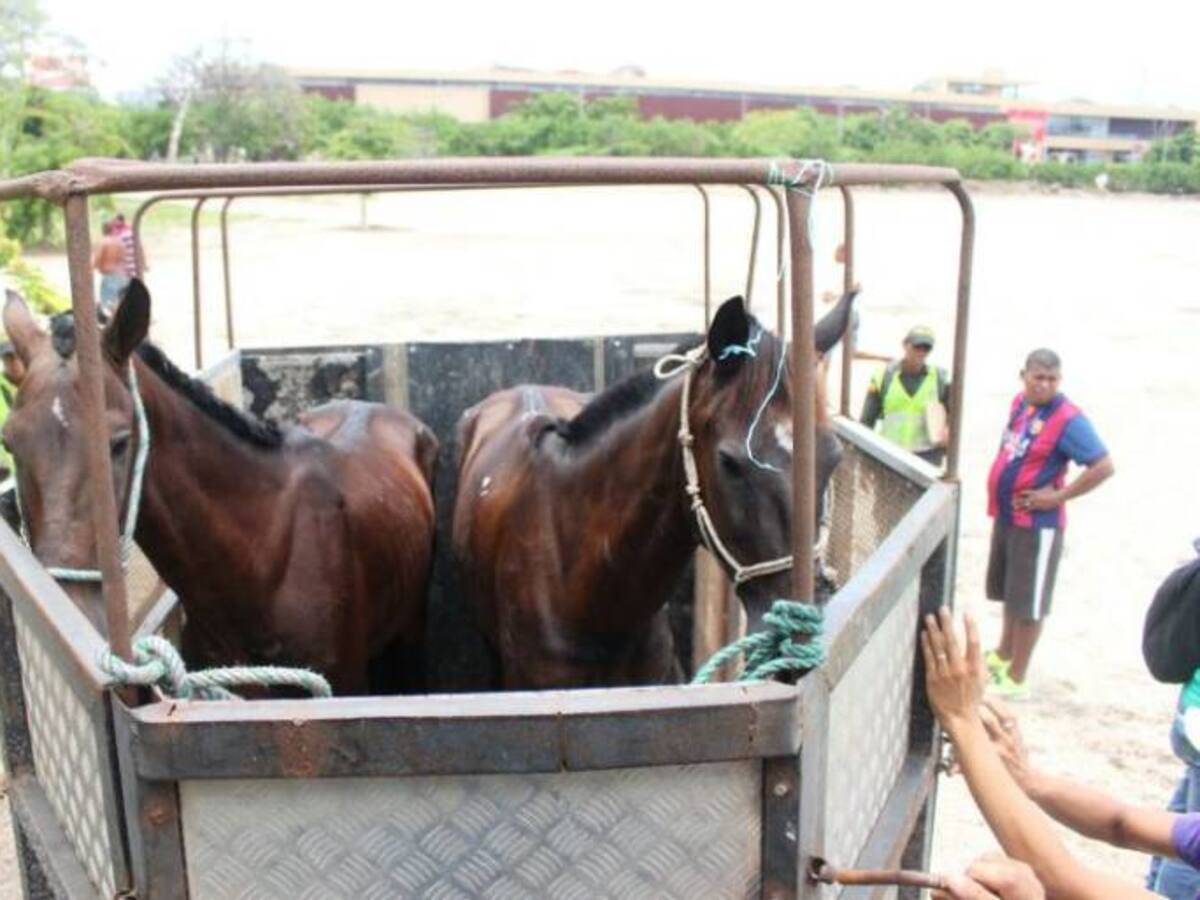 El Distrito traslada a un albergue a dos caballos cocheros encontrados en mal estado