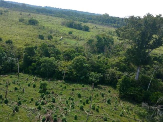 Gobierno reconoce dificultades de erradicación en el Catatumbo
