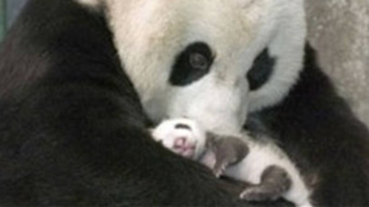 Muere la cría de panda gigante que nació hace una semana en Washington