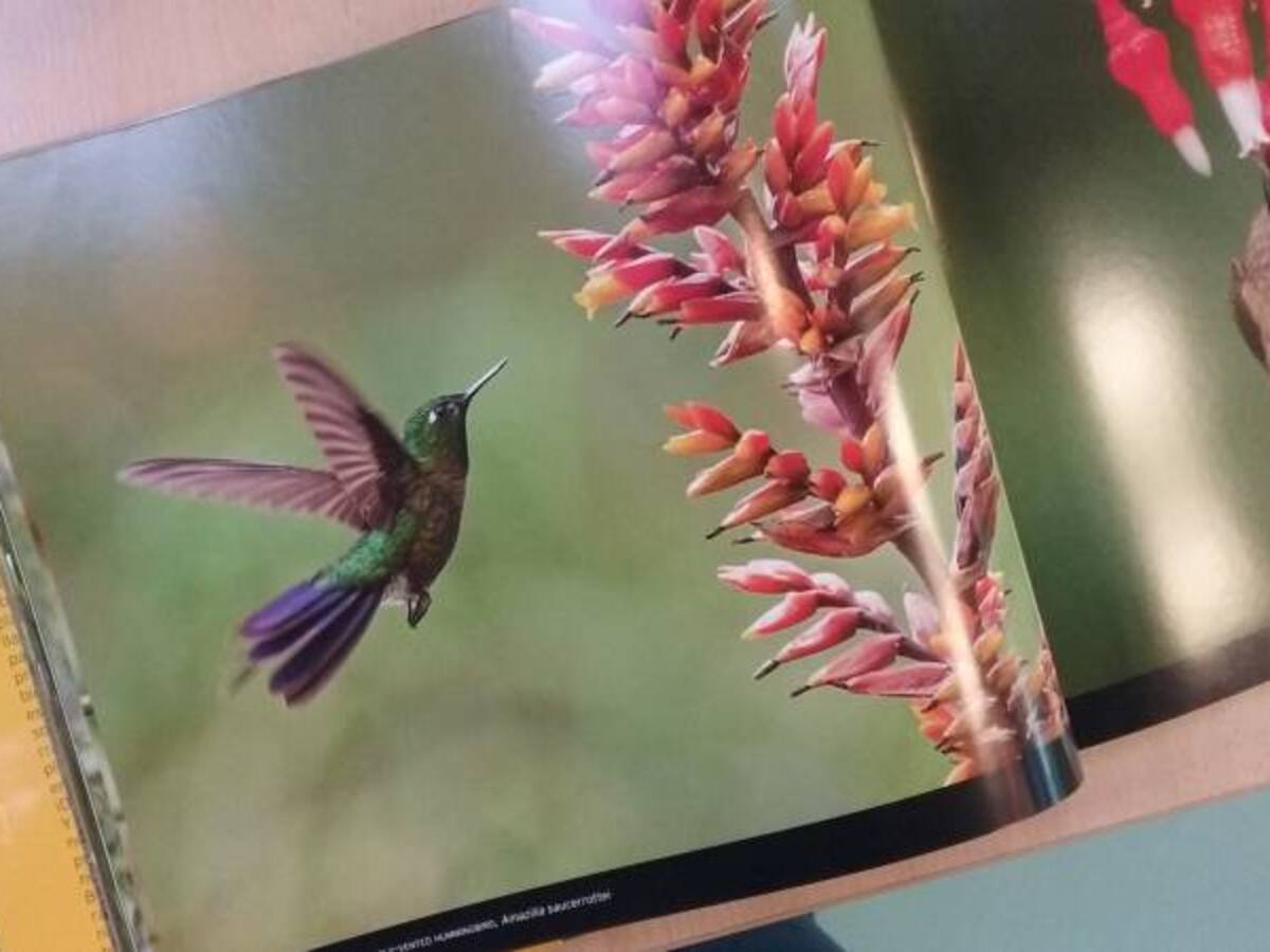 Fotografías sorprendentes y alucinantes en el libro 'Colibríes en Colombia'