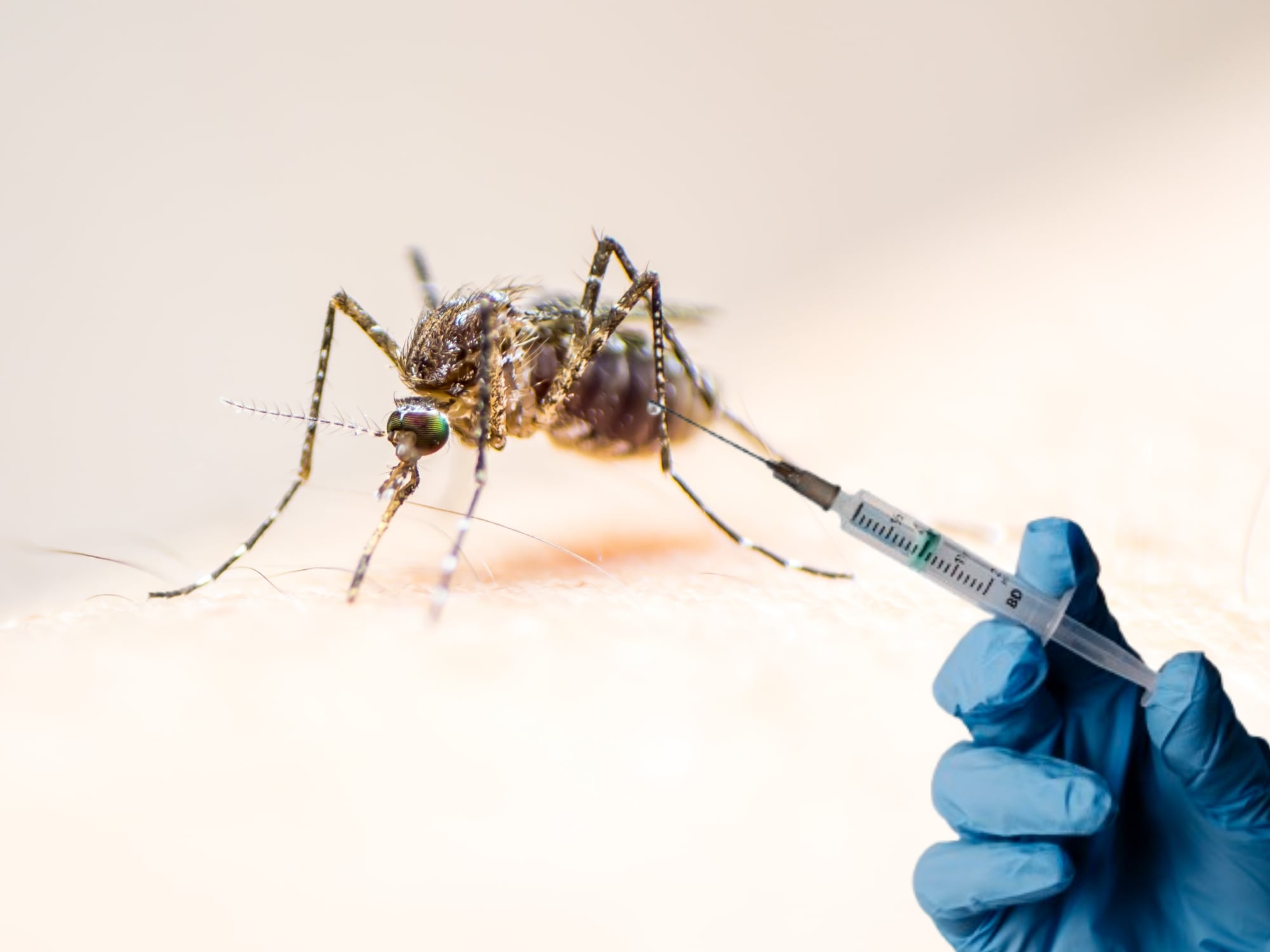 Mosquito de la fiebre amarilla y vacuna. Fotos: Getty Images