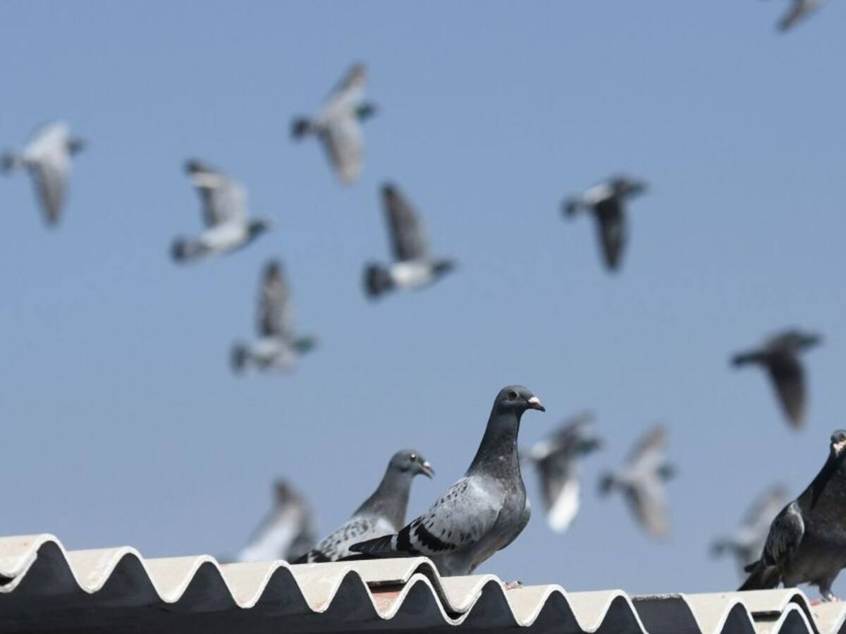 Administración de El Campín: Tenemos un problema con las palomas