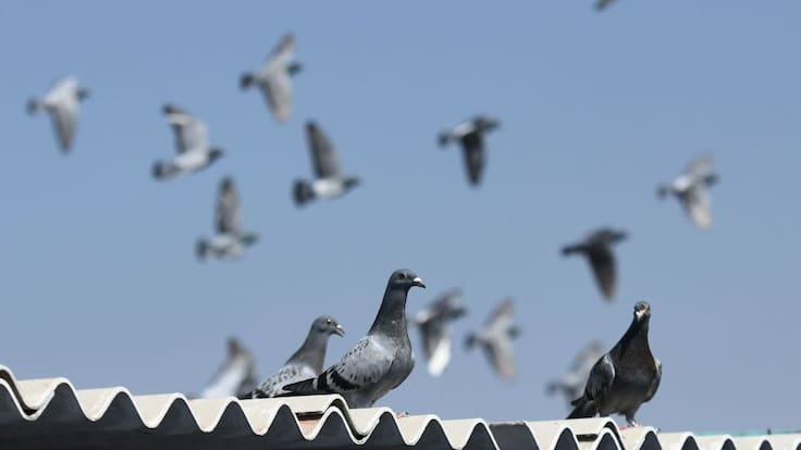 Administración de El Campín: Tenemos un problema con las palomas