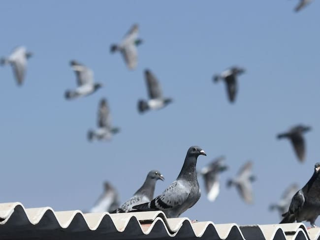 Administración de El Campín: Tenemos un problema con las palomas