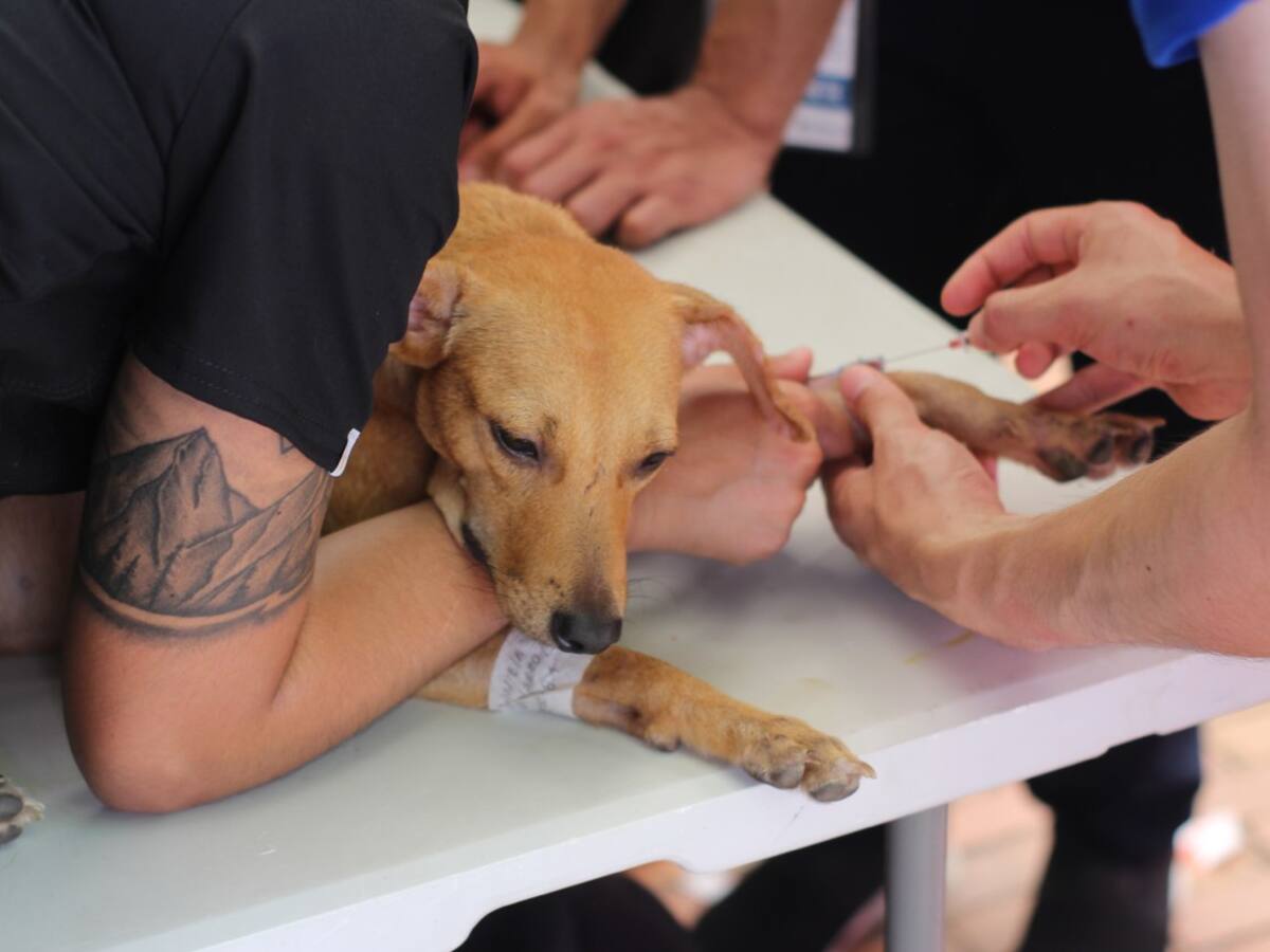 Más de 500 gatos y perros esterilizados en el marco de la misión del Buque Comfort