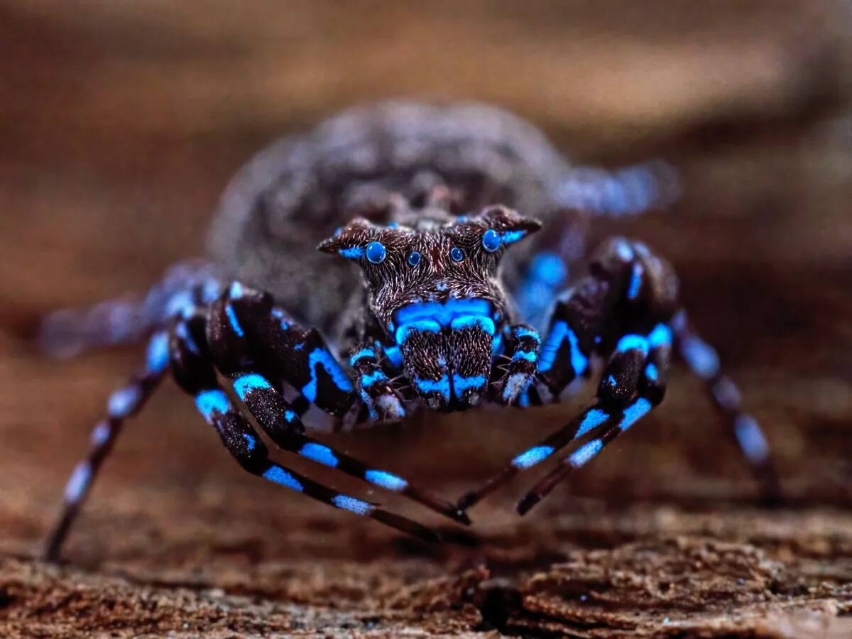 La increíble araña azul que brilla con luces ultravioleta: Nuevas especies descubiertas en África