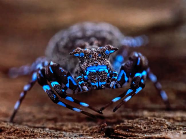 Araña Cangrejo Azul, descubierta en la expedición a Lisima, Angola en 2026 (Crédito: Nicky Bay / The Wilderness Project)