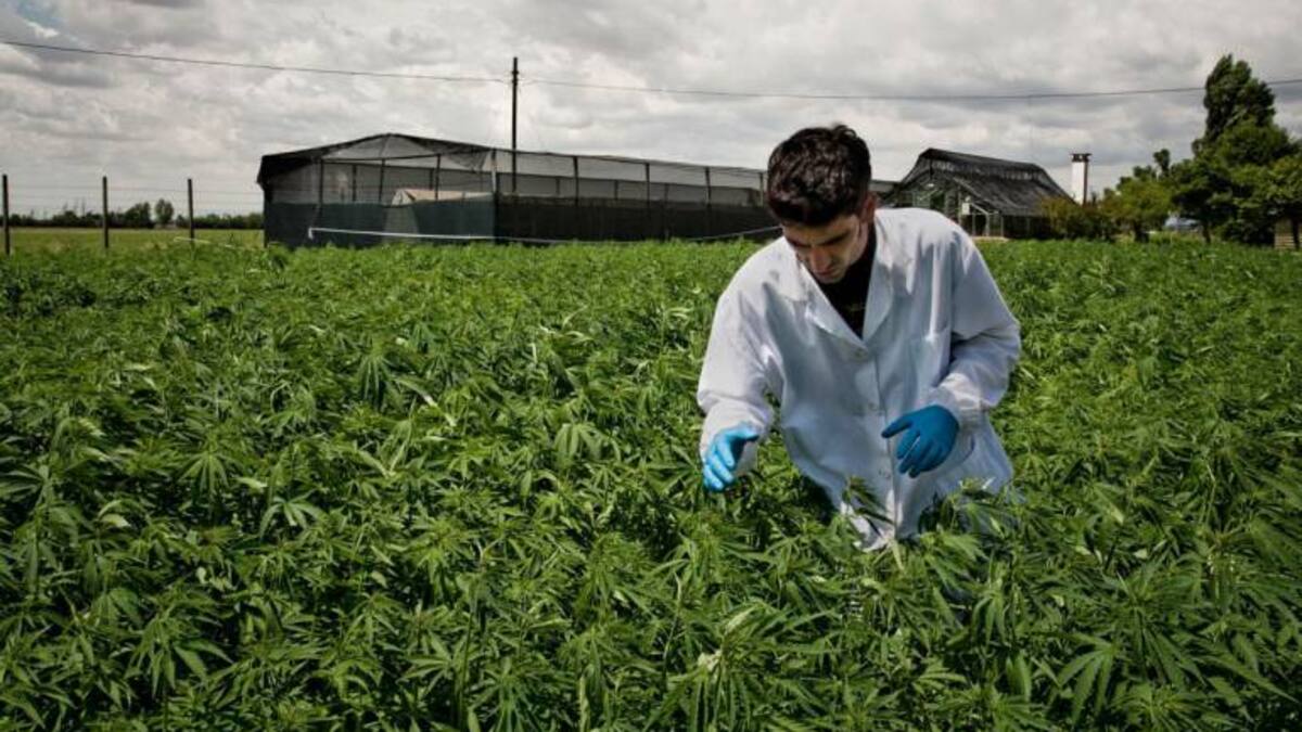Polémica por agua que se usará en cultivos de marihuana en Barichara