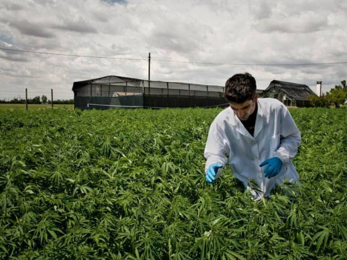 Polémica por concesión de agua para cultivo de marihuana en Barichara