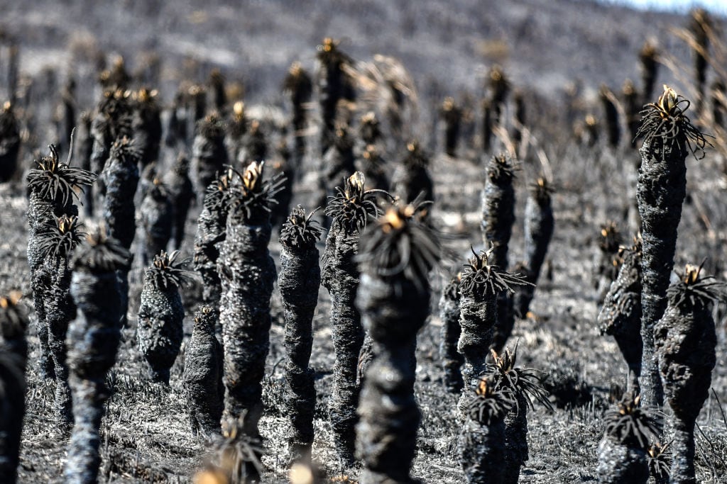 Frailejones quemados por incendio forestal en el páramo de Santurbán (Getty Images)