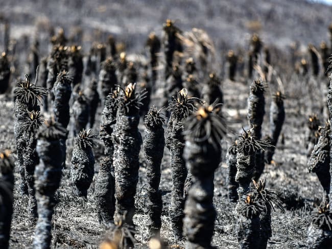 Frailejones quemados por incendio forestal en el páramo de Santurbán (Getty Images)
