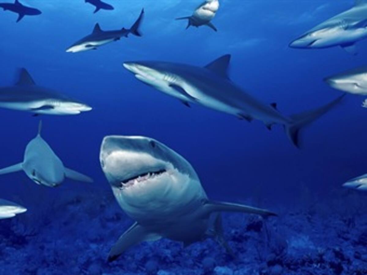 ONG pide cuotas de pesca para proteger a los tiburones