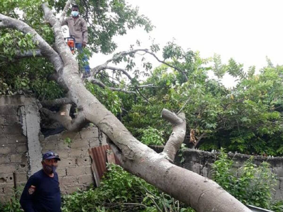 Gestión del Riesgo advierte sobre estado de los árboles en Cartagena