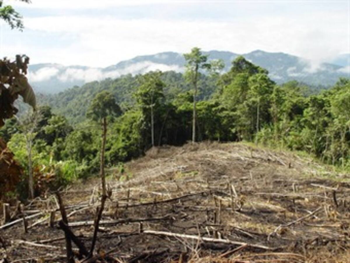 Centroamérica construye estrategia para revertir efectos de la deforestación