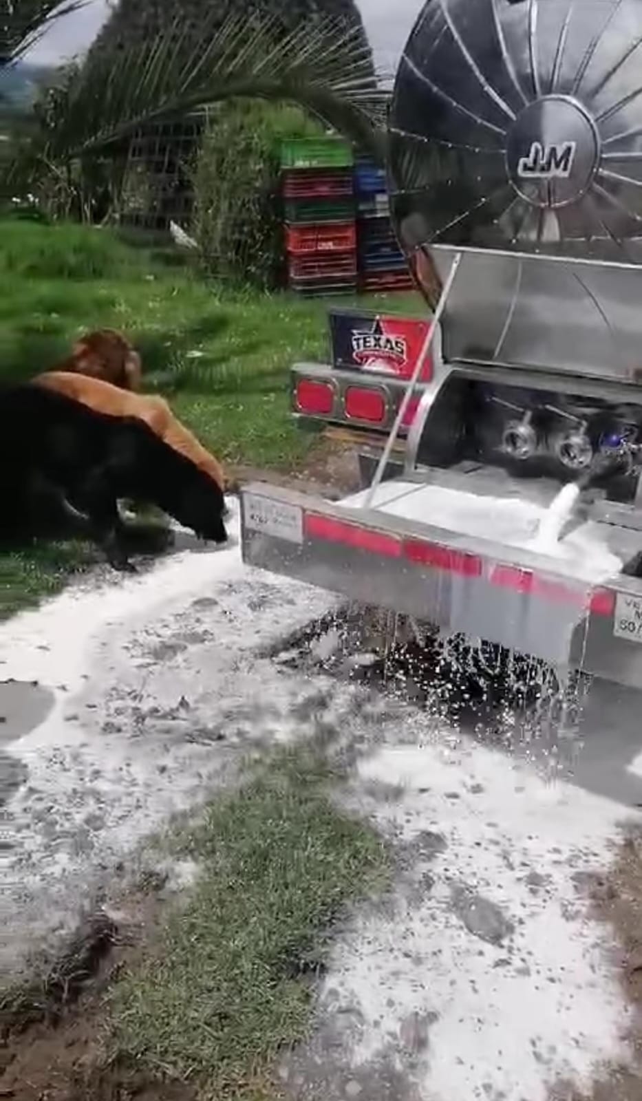 La crisis en el sector lechero se ha acrecentado en país, tanto que un productor en el municipio de Sotaquirá (Boyacá), optó por botar la leche / Foto. Suministrada