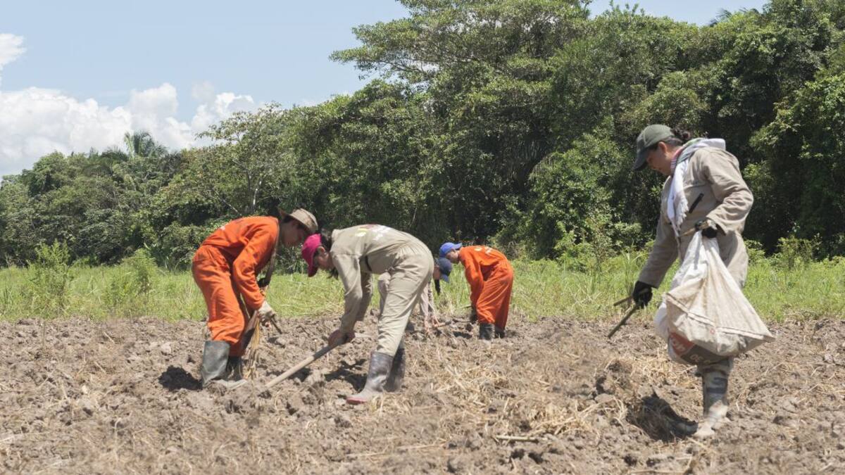 Un buen compost, económico y fácil de prepararlo