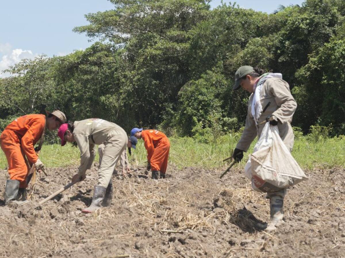Un buen compost, económico y fácil de prepararlo