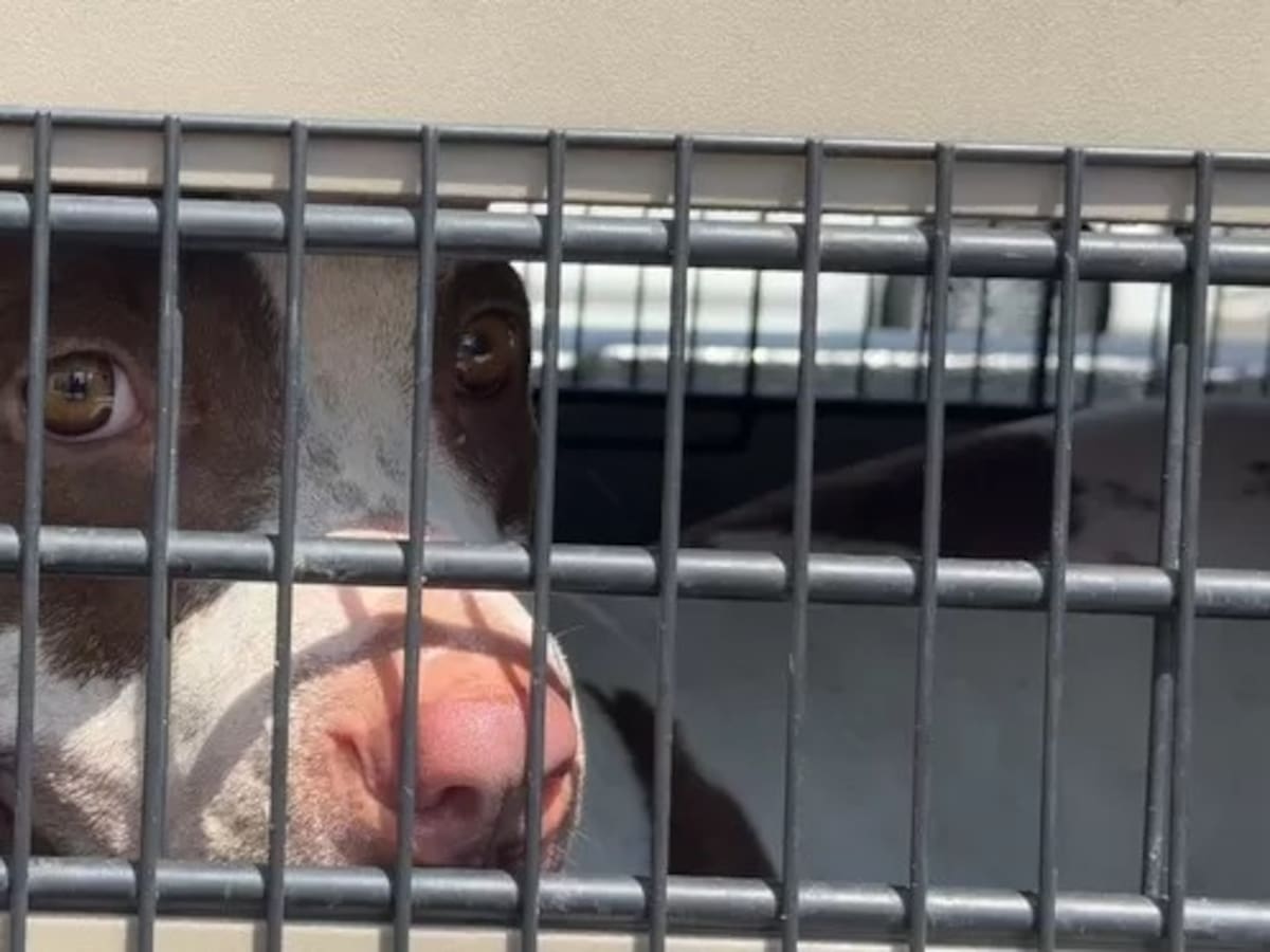 ¿Por qué devolvieron a Kiara, perrita rescatada por maltrato en Jamundí, a su dueña?