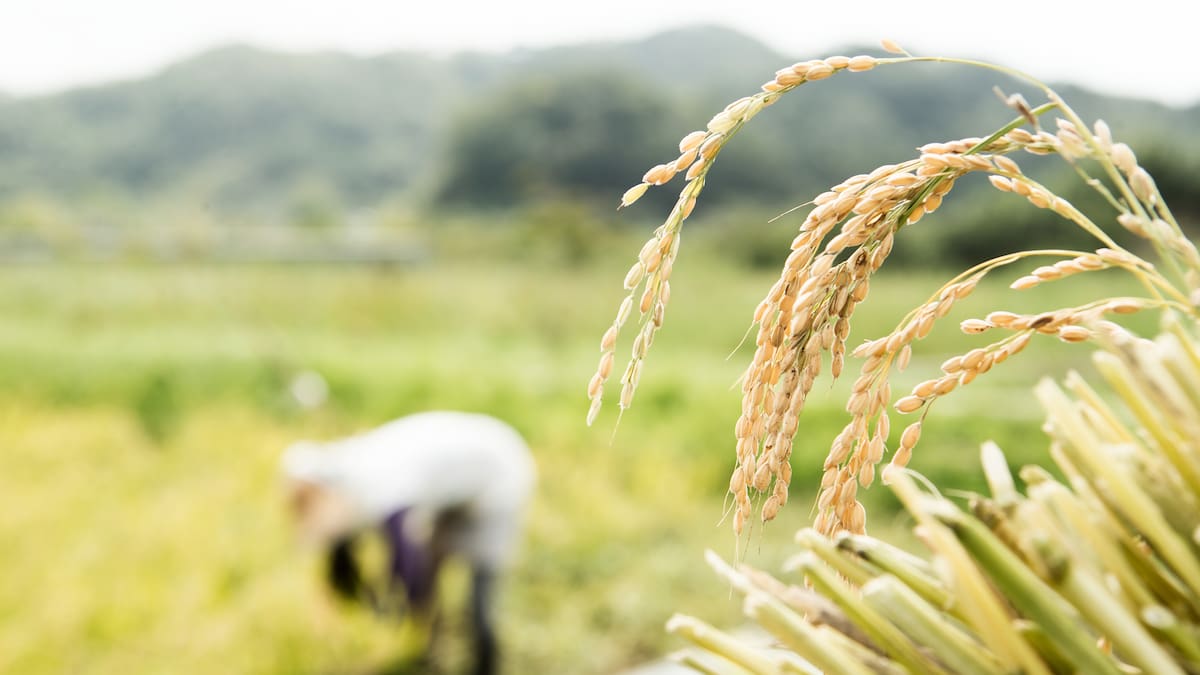 Desplome en el precio de la carga de arroz motiva cumbre de cultivadores en el Tolima