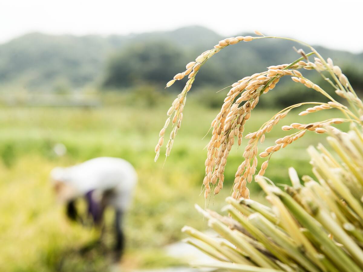Paro arrocero genera preocupación en Antioquia: comerciantes tienen abastecimiento por ocho días