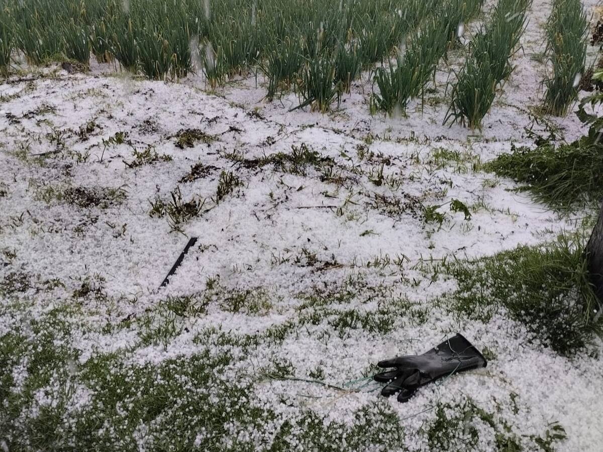 Heladas destruyen 100 hectáreas de cultivos de mora en Santander