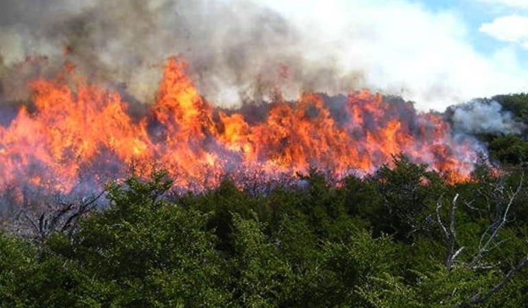 Más de 40 hectáreas han sido arrasadas por las llamas