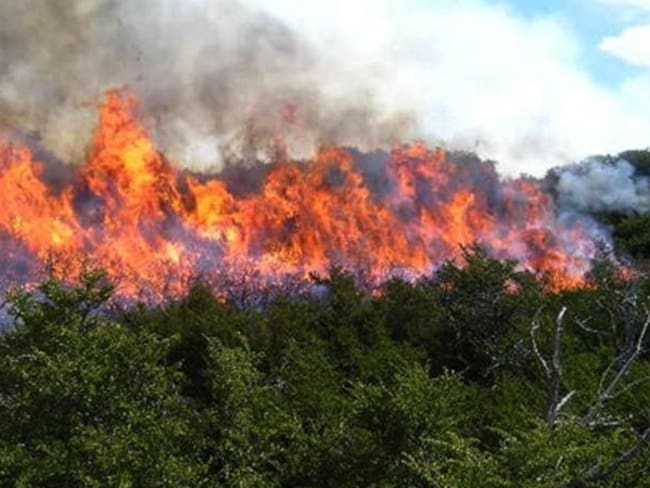Más de 40 hectáreas han sido arrasadas por las llamas