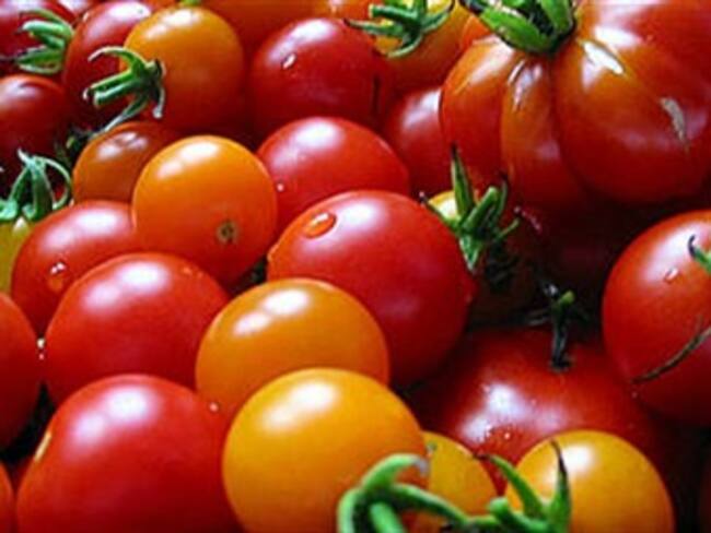 Demuestran potencial antioxidante de tomate tipo cereza