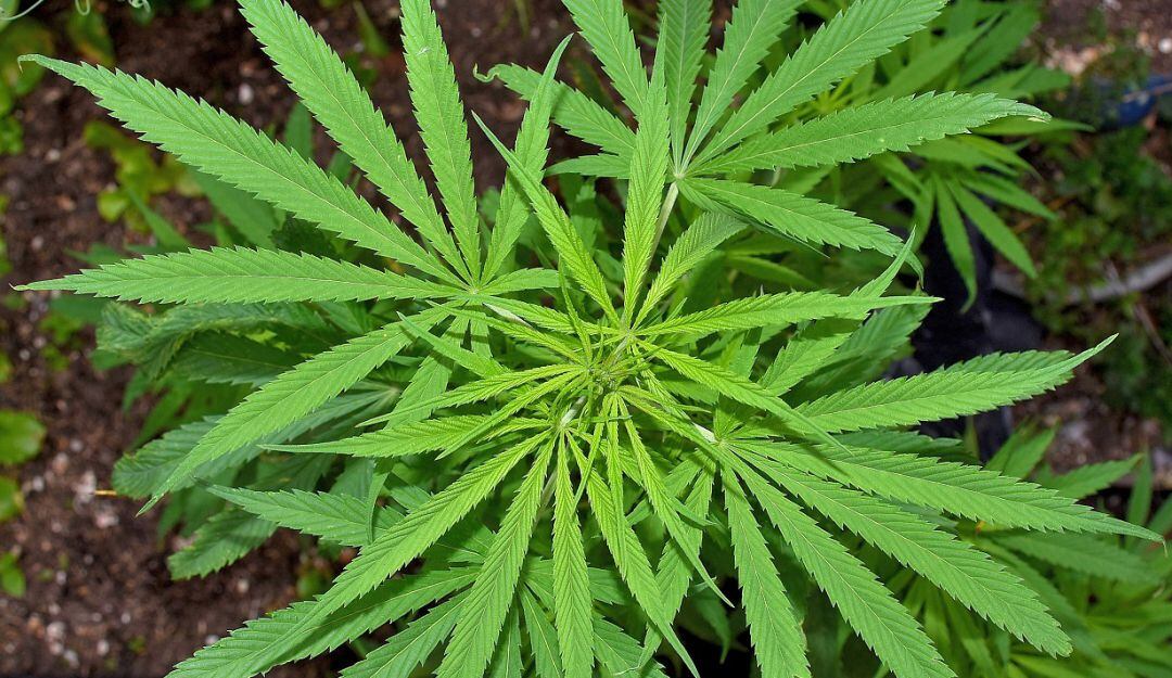 El Ministerio de Salud dio una fecha tentativa para establecer los alcances del decreto 811