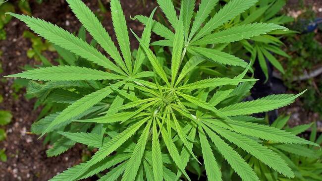 El Ministerio de Salud dio una fecha tentativa para establecer los alcances del decreto 811