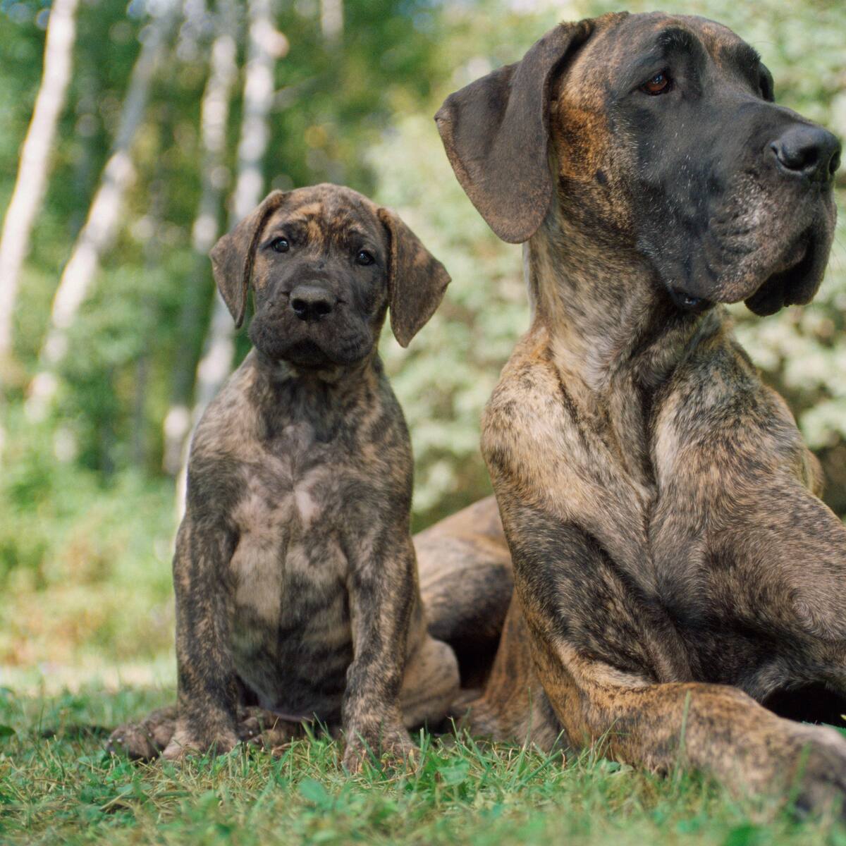 ¿Son mejores los gran danés macho o hembra? Expertos explican diferencias en temperamento