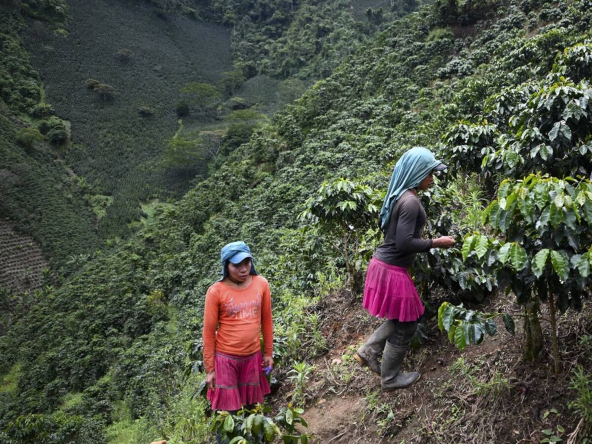 Verano podría afectar cosecha cafetera en Tolima