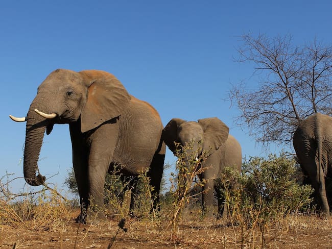 Elefantes / Cameron Spencer/Getty Images)