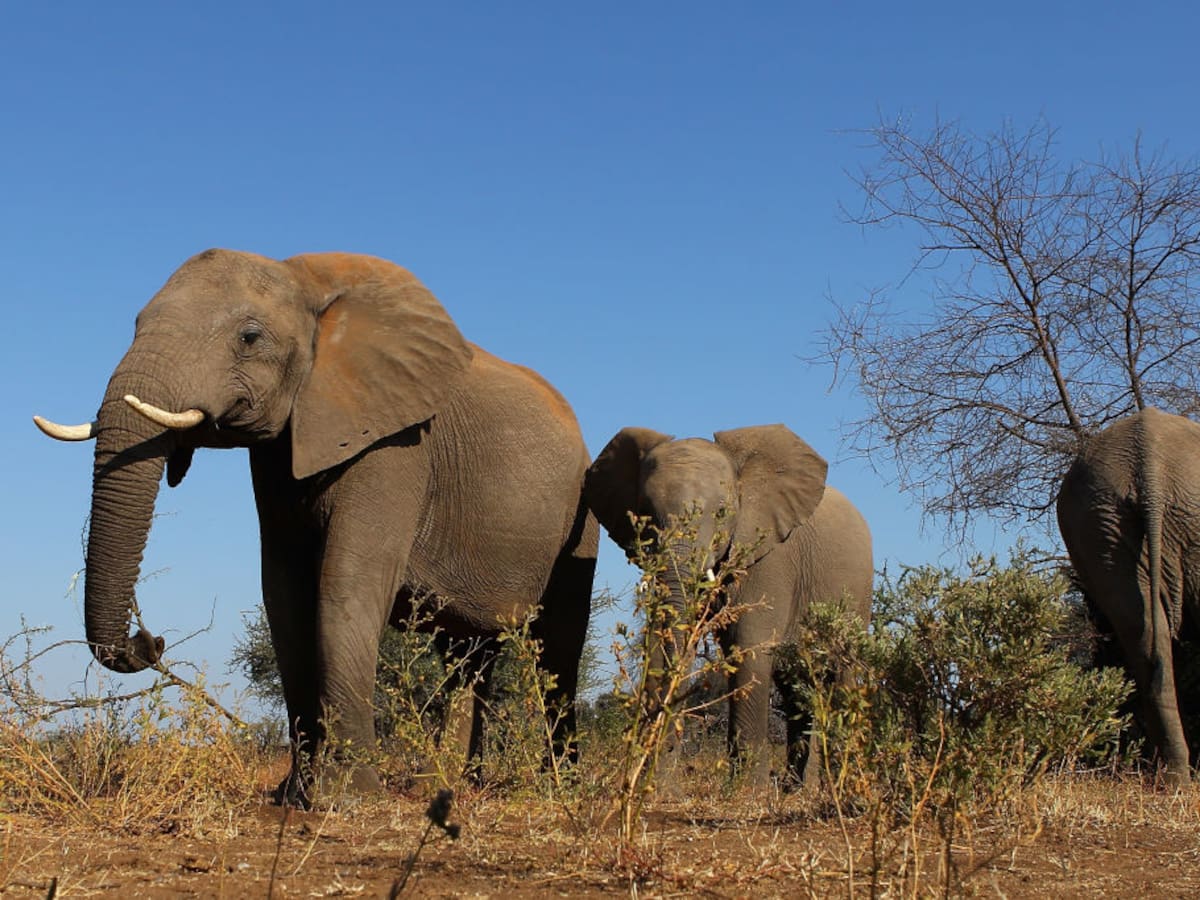 Los elefantes se dan nombres entre sí: los primeros no humanos en hacerlo