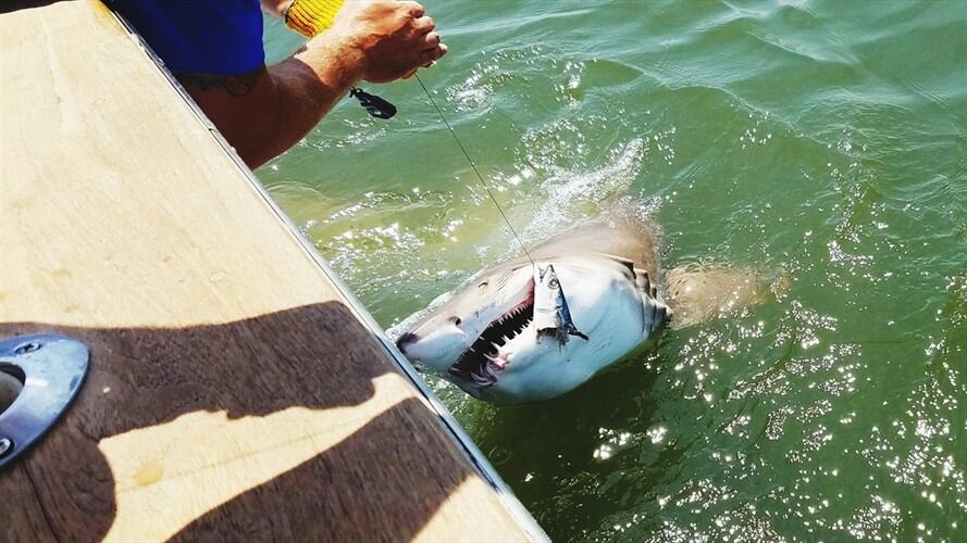 Se prohibirá la pesca de tiburones en Colombia. Foto: Getty Images