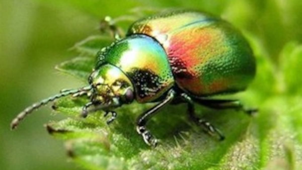 Colombia cuenta con el 20% de escarabajos del mundo