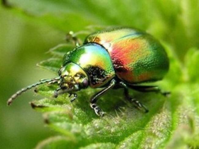 Colombia cuenta con el 20% de escarabajos del mundo