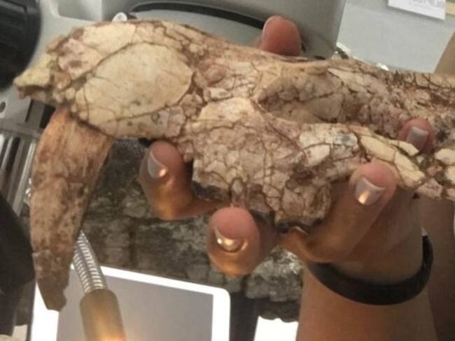Hallazgo histórico: descubren fósil de marsupial dientes de sable en Colombia
