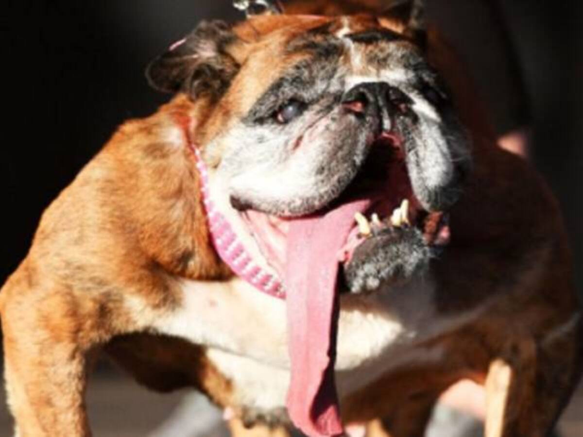 Murió el perro más feo del mundo