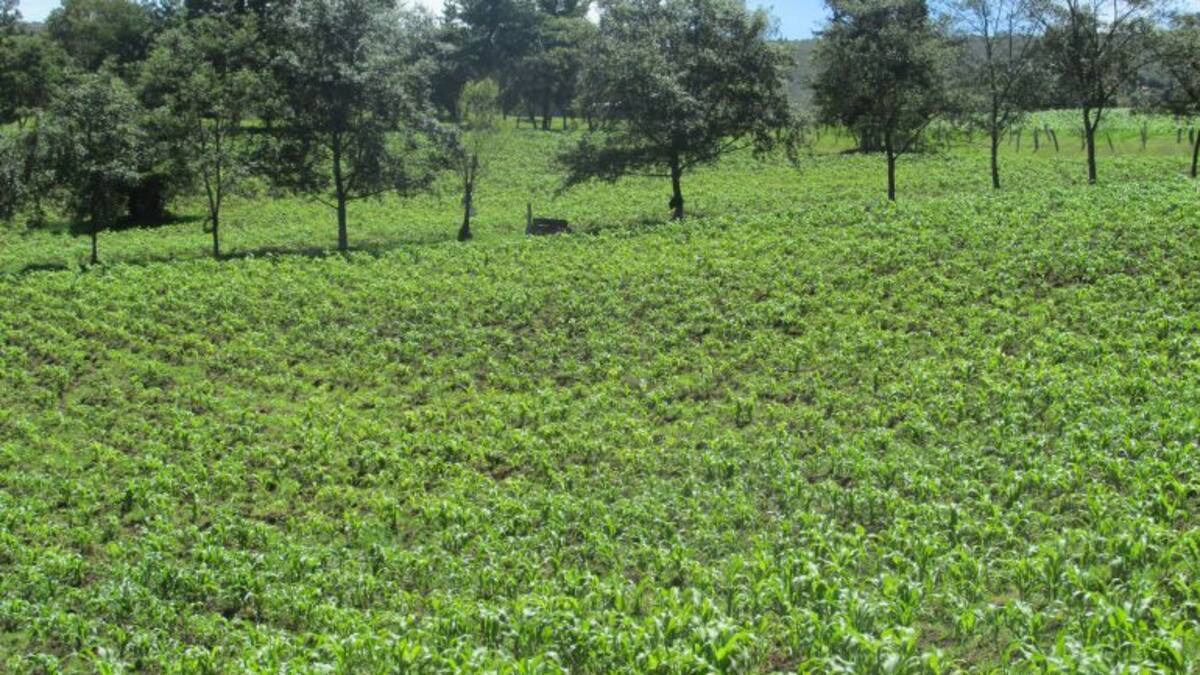 ¿Cómo cuidar el agro ante los bruscos cambios de clima?