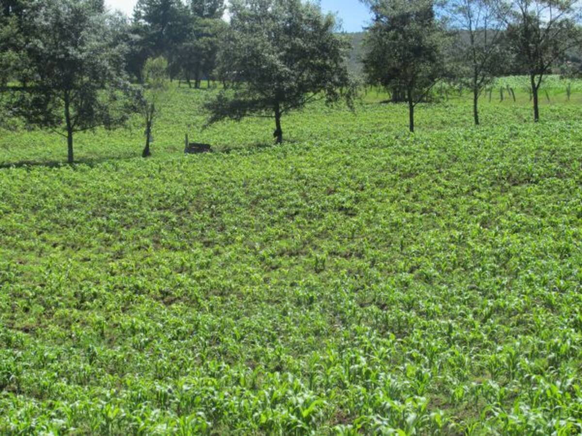 ¿Cómo cuidar el agro ante los bruscos cambios de clima?
