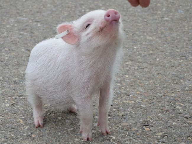 Santuario de animales en EE.UU. busca personas que quieran &quot;abrazar cerdos&quot;