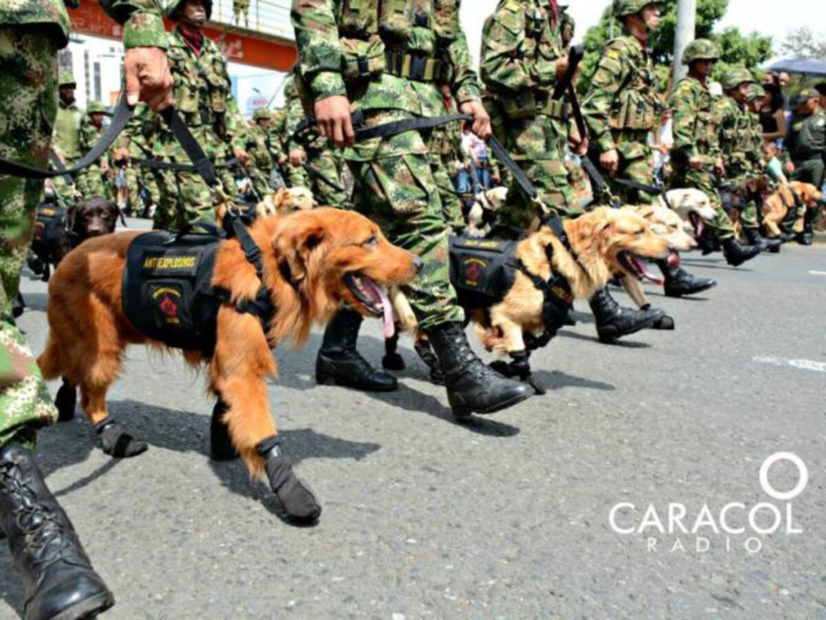 Conozca cómo será el desfile militar del 20 de julio este año en Cali