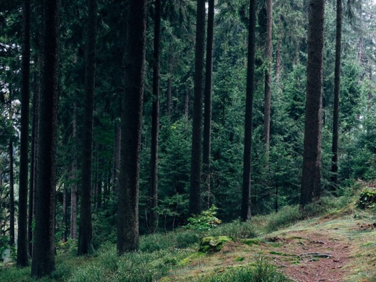Recuperando el bosque seco en Colombia