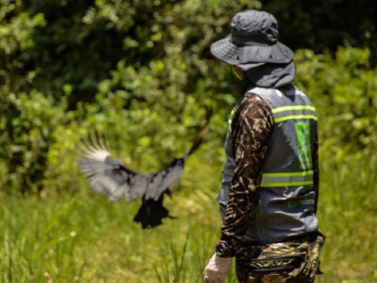 En Antioquia liberan 43 especies silvestres que se recuperaron de lesiones