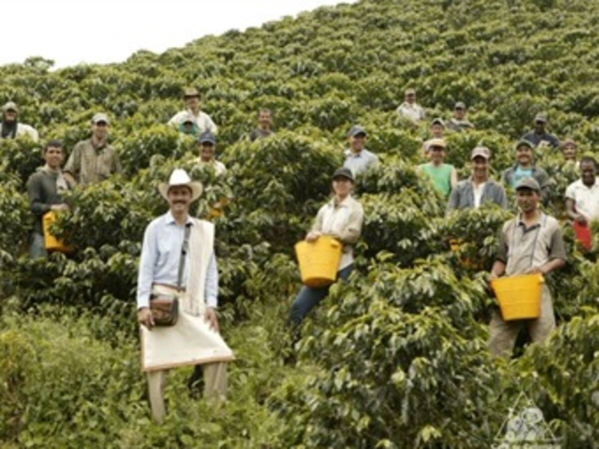 Congreso cafetero se reúne desde hoy en Bogotá