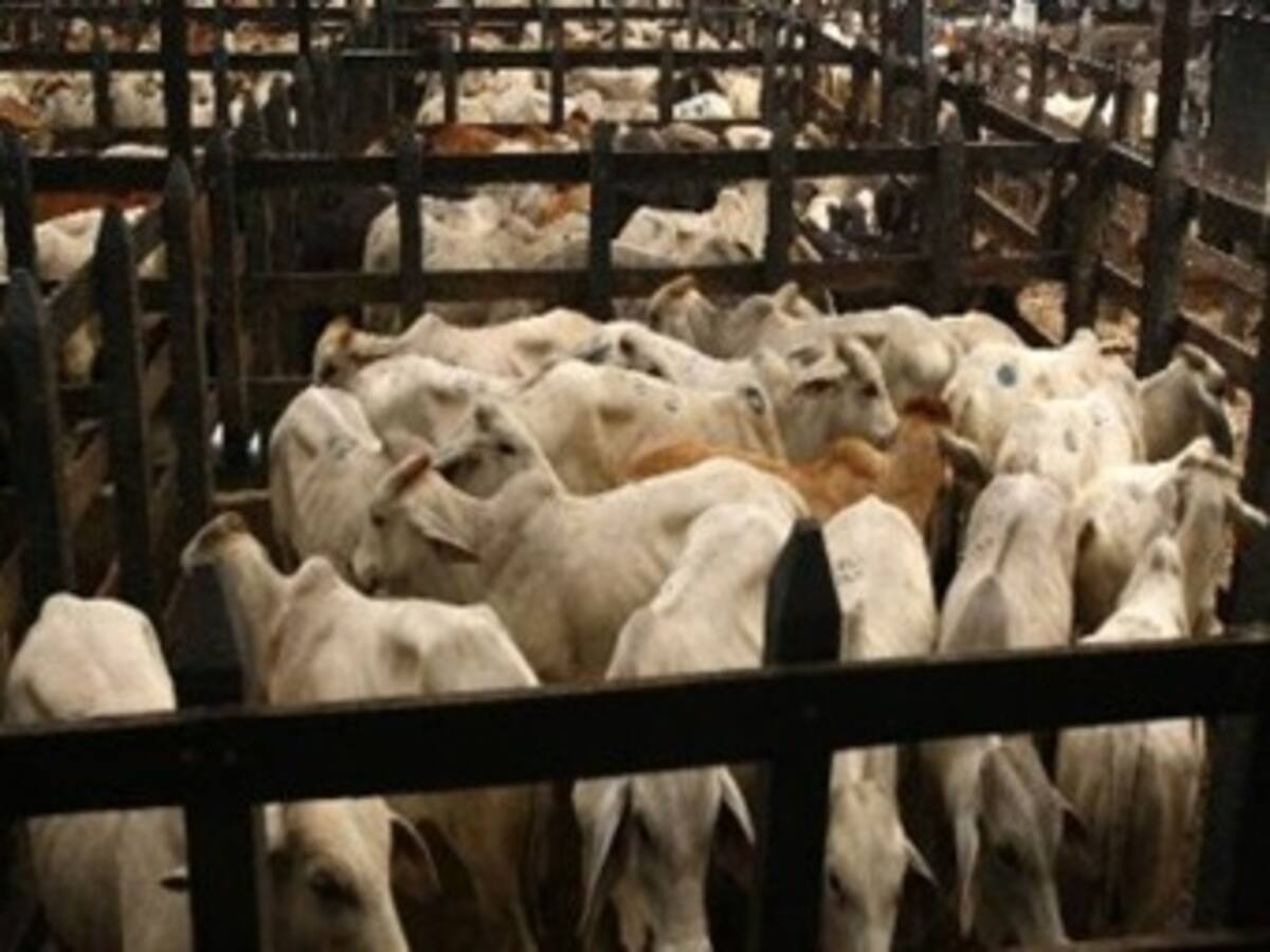 Ganaderos de Venezuela confirman que aumentó contrabando hacia Colombia