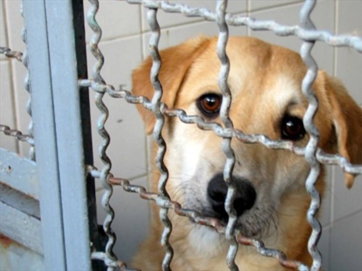 Hunden artículo que autorizaba el sacrificio de animales callejeros